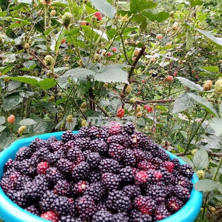 Chácara/Sitio à venda no São Pedro Velho: